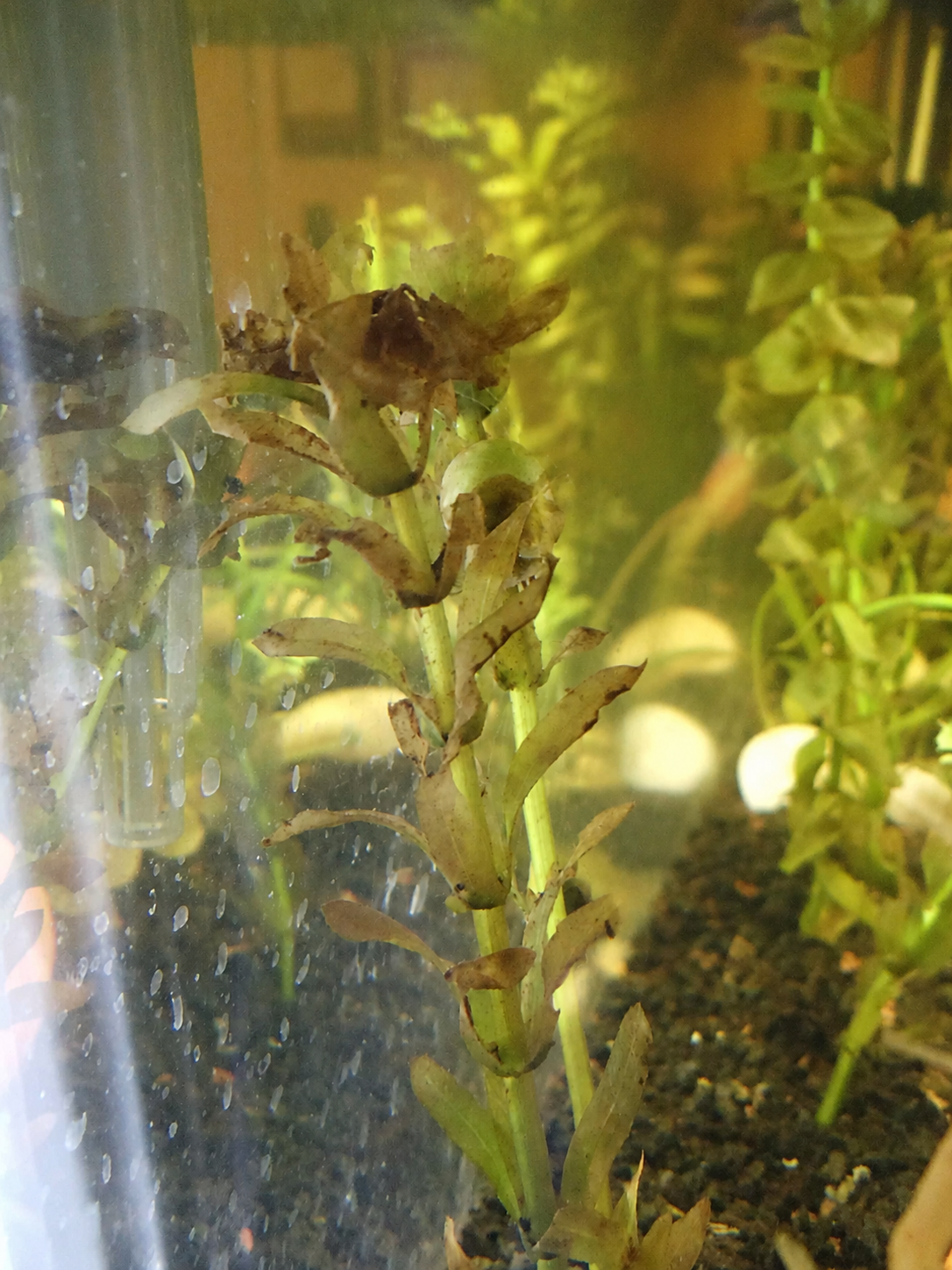 Why Is My Aquarium Plant Dying? A Troubleshooting Guide